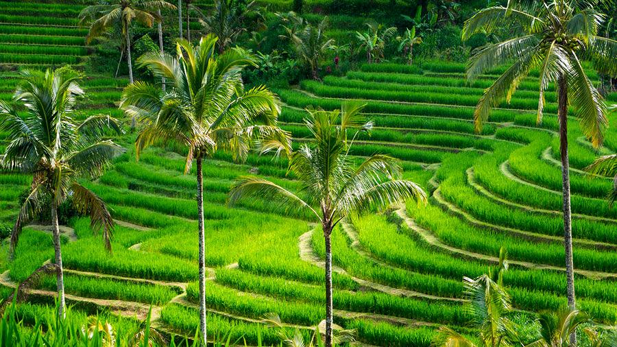 دیدنی های بالی , تراس‌های برنج تیگلِلانگ