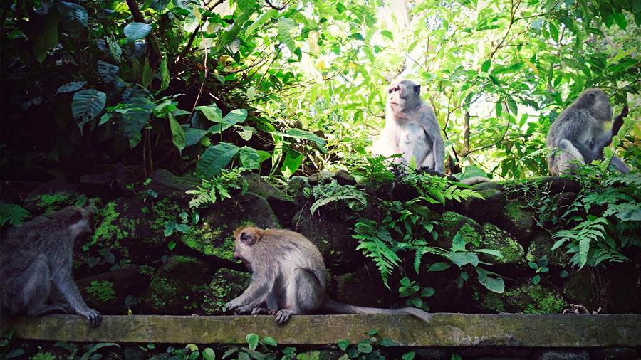 دیدنی های بالی , جنگل میمون مقدس