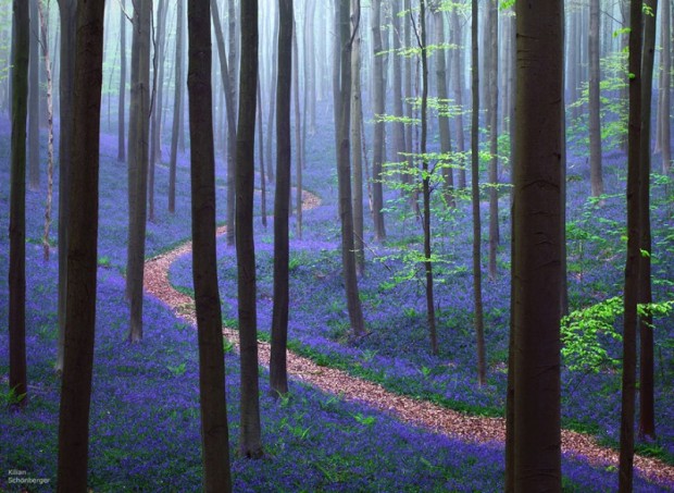 جنگل گل های استکانی آبی رنگ در بلژیک