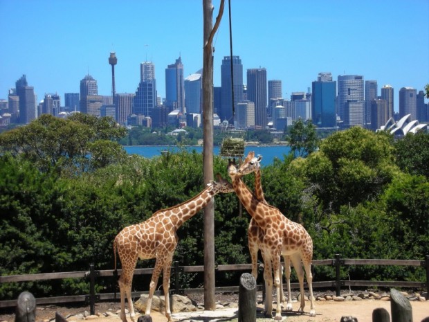 باغ وحش های استرالیا
