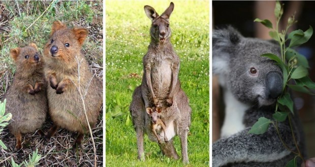 حیوانات شگفت انگیز استرالیا