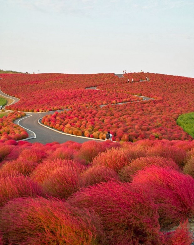 پارک ملی هیتاچی در ژاپن