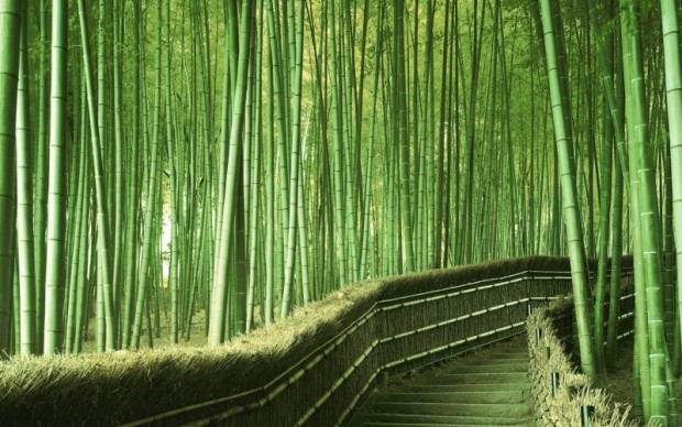 جنگل بامبو در ژاپن