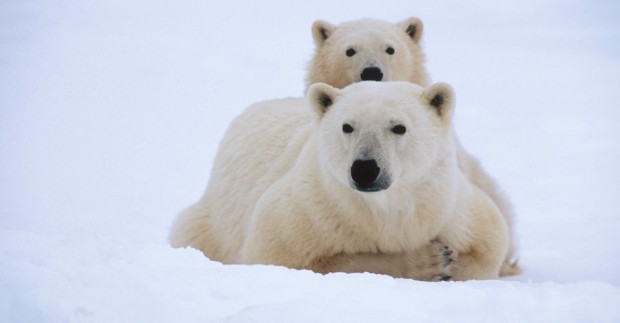 Polar-Bears-Ultimate-Churchill-1-bears