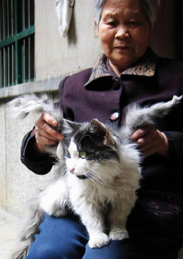 گربه بالدار چین