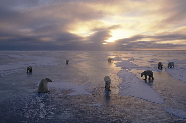 Group of Polar Bears at Sunset Churchill Manitoba CA