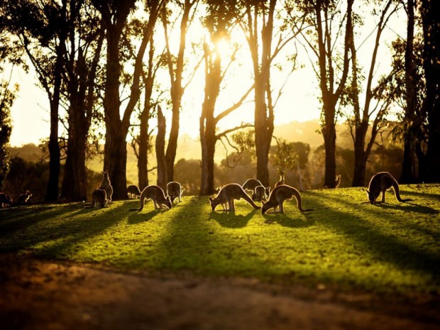 کانگوروها در استرالیا 