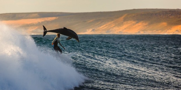 موج سواری و دیدن دلفین ها