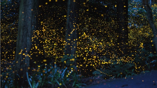 کرم های شب تاب در جنگل، ژاپن