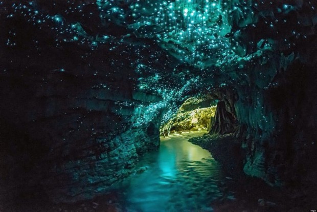 کرم های شب تاب رقصان داخل غار، نیوزیلند
