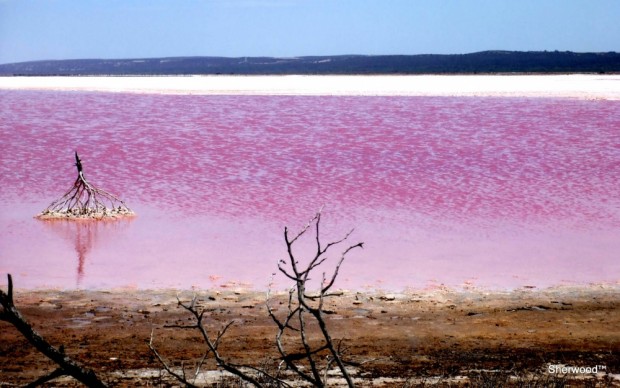 دریاچه صورتی، استرالیا