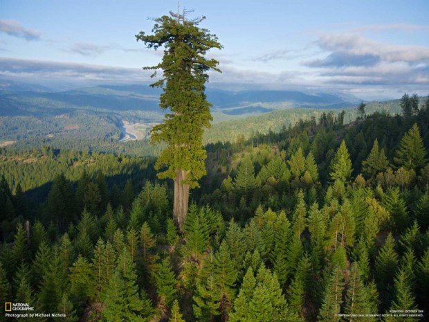 تصاویر فوق العاده چشمگیر از طبیعت، بلندترین درخت