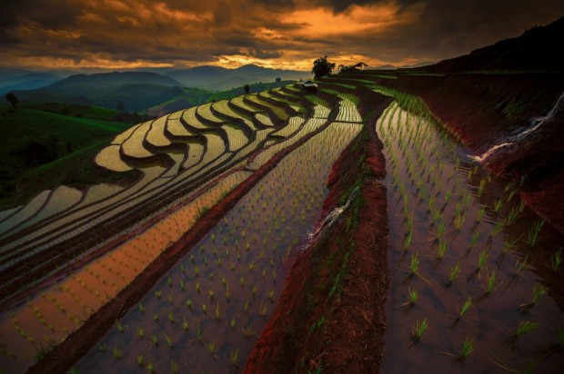 مزارع برنج چین