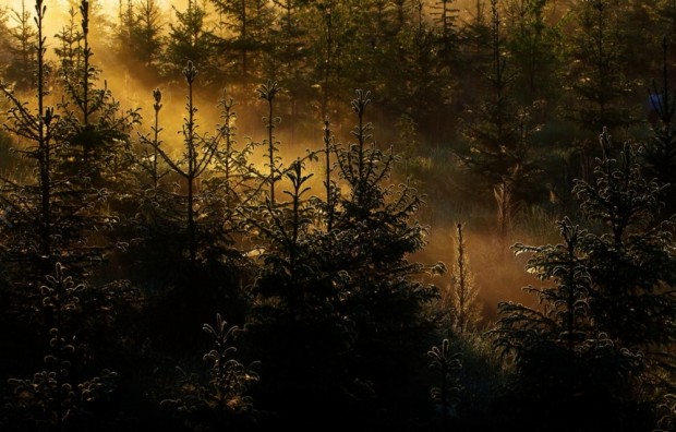 جنگل فنلاندی در غروب آفتاب