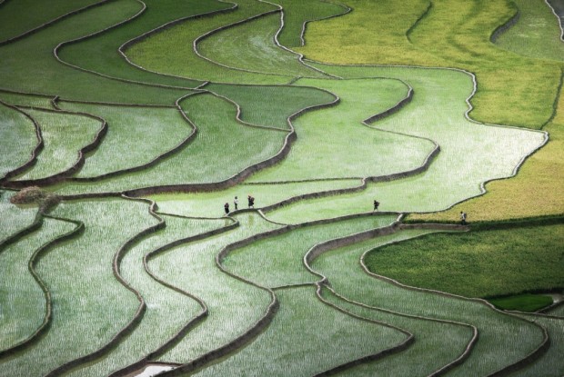 مزارع برنج چین