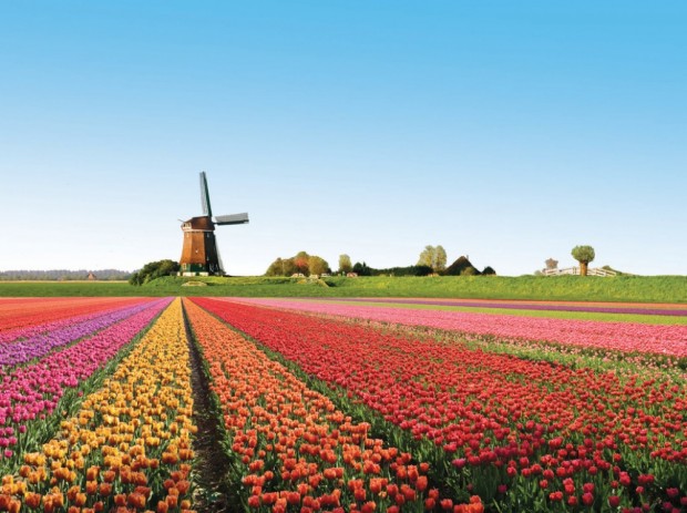 مزارع گل لاله , هلند