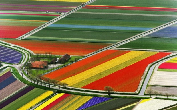 مزارع گل لاله , هلند