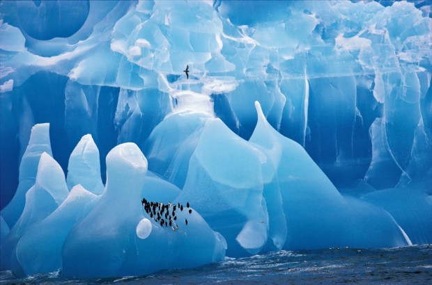 گله ای از پنگوئن ها در یک کوه یخ