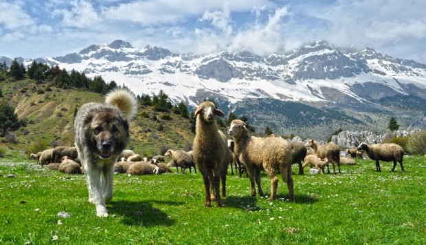 سگ گله ی قفقازی، گرجستان