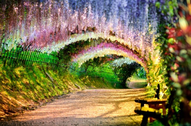 تونل ویستریا، ژاپن