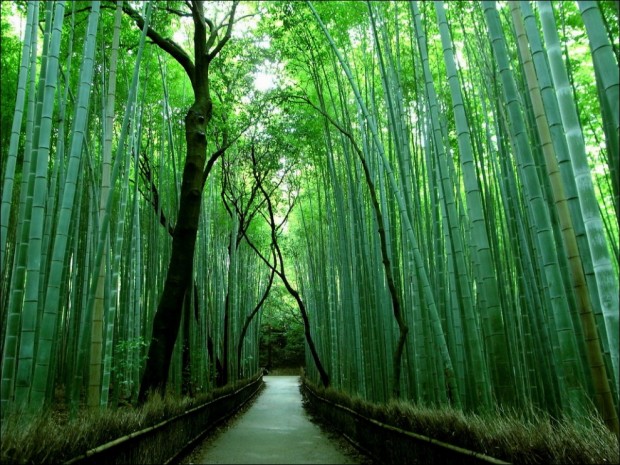 جنگل های بامبو، کیوتو