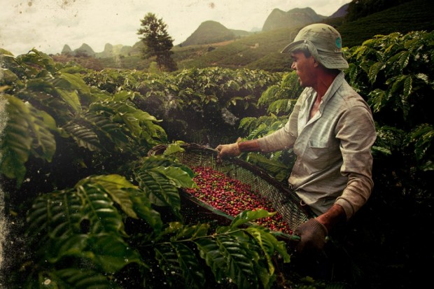 کشت و زرع قهوه در اگوا برانکا، برزیل