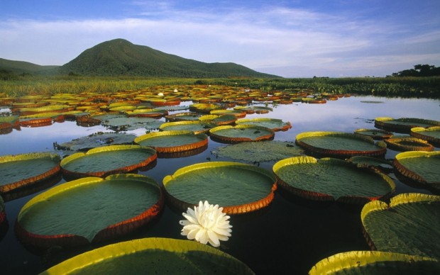 ۳۷۱۲۰۵-۱۰۰۰-۱۴۵۱۹۱۰۷۴۹-water-lily-pantanal-matogrossense-national-park-brazil-1800x2880