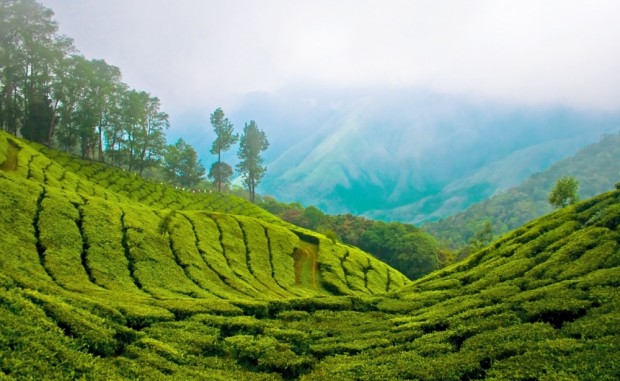 بزرگترین مزارع چای هند، در مونار