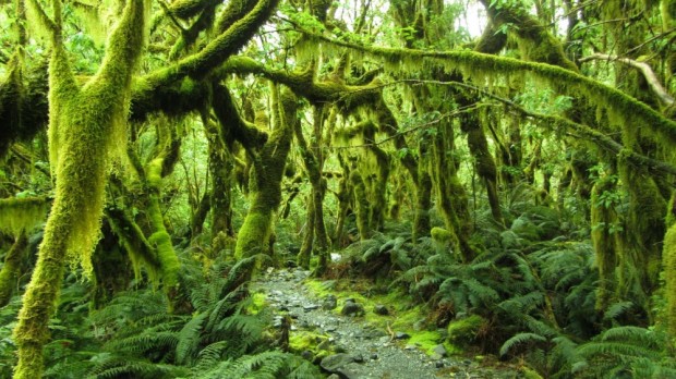 جنگل های میلفورد، نیوزلند