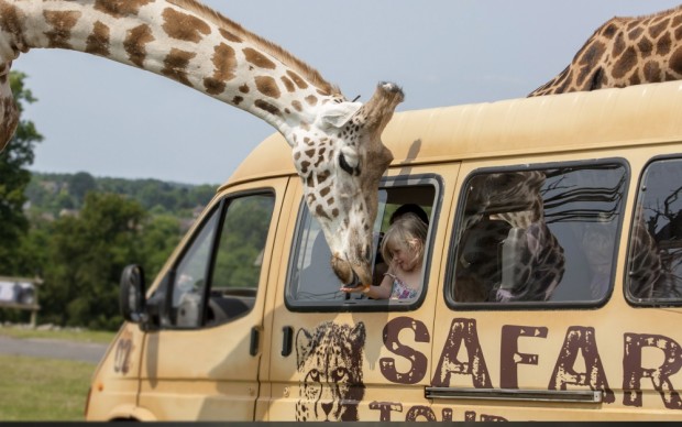 Go on a safari in Kenya and feed a giraffe