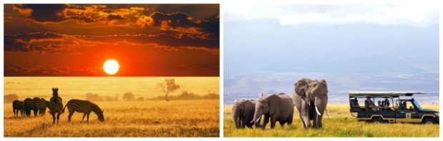 Go on a safari in Kenya