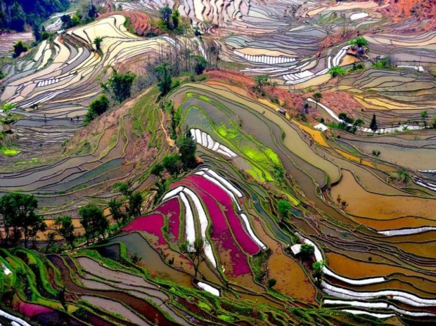 مزارع فوق العاده ی برنج در شهر یوان یانگ، چین