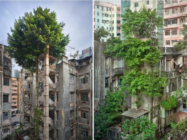 جدال طبیعت و تمدن، هنگ کنگ