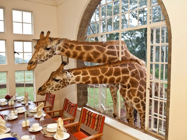 هتل مانور زرافه در کنیا