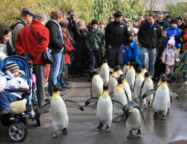 رژه ی پنگوئن ها، باغ وحش زوریخ