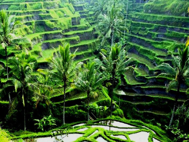 مزارع پلکانی برنج بالی، اندونزی
