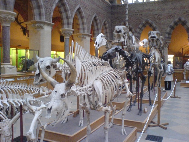 موزه تاریخ طبیعی دانشگاه آکسفورد، آکسفورد