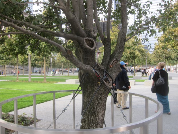 درخت بازمانده از حادثه 11 سپتامبر
