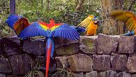 باغ پرندگان فوز دو ایگواسو